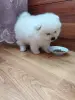 Померанский шпиц