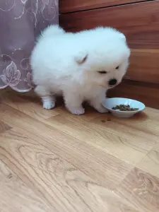 Померанский шпиц