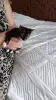 В дар нежная красивая котёнок-девочка