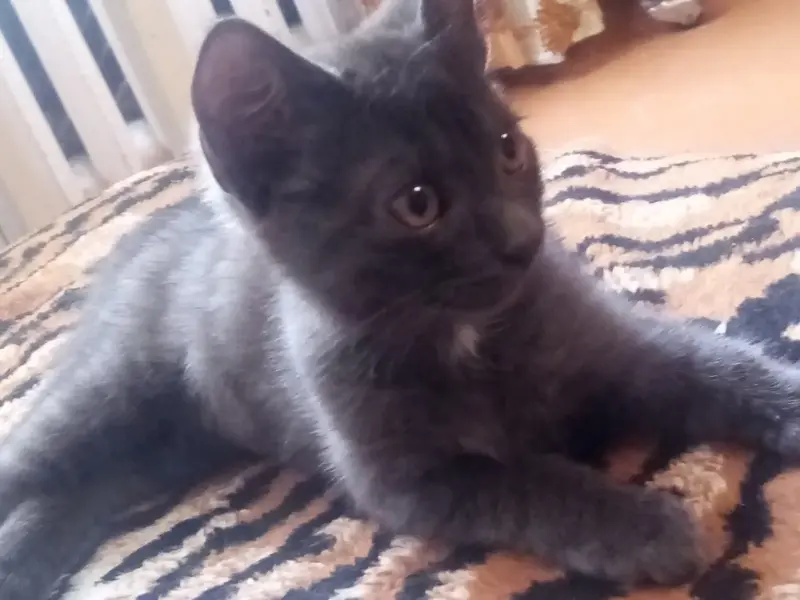 Бесплатно в добрые руки котенок