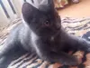 Бесплатно в добрые руки котенок