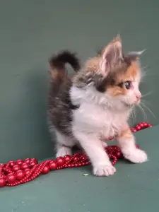 Мейн-Кун котята