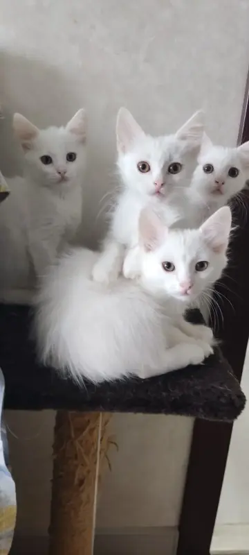 Белые пушистые котята