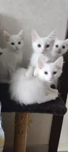 Белые пушистые котята