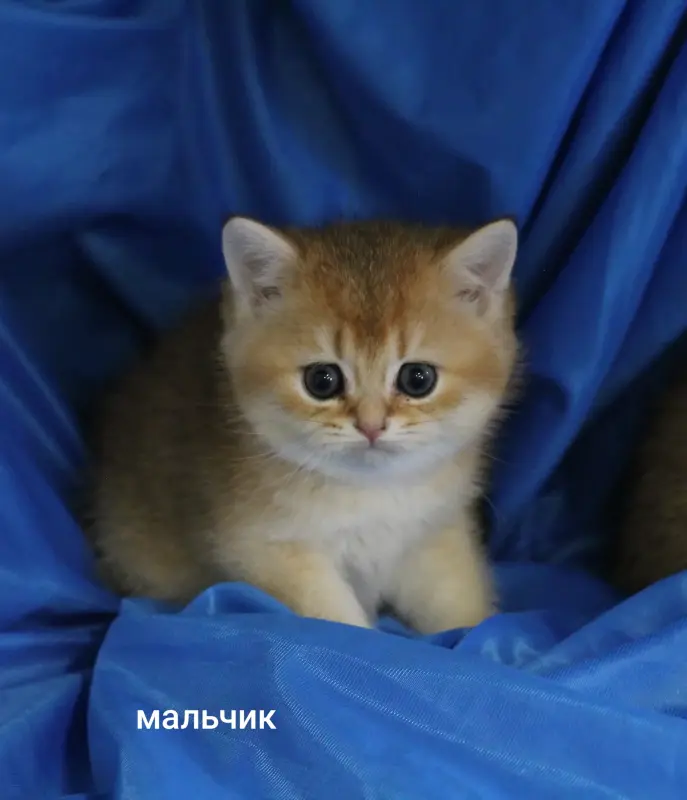 Шотландские котята
