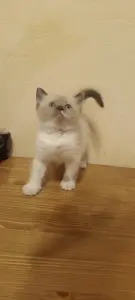Шотландская кошечка