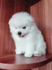Белоснежный мальчик померанского шпица