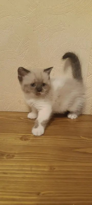 Кошечка