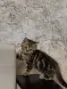 шотландский котик