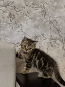 шотландский котик
