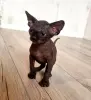 Котята канадский сфинкс и эльф