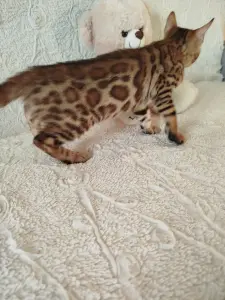 Бенгальские котята