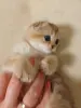 Котёнок золотая шиншилла.