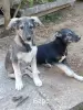 Щенки