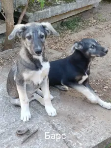 Щенки