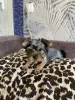 Щенок йоркширскоготерьер