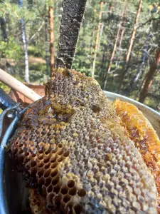 Мёд дикий, лесной, натуральный, бортевой