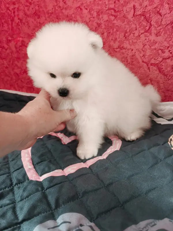 Померанский шпиц.