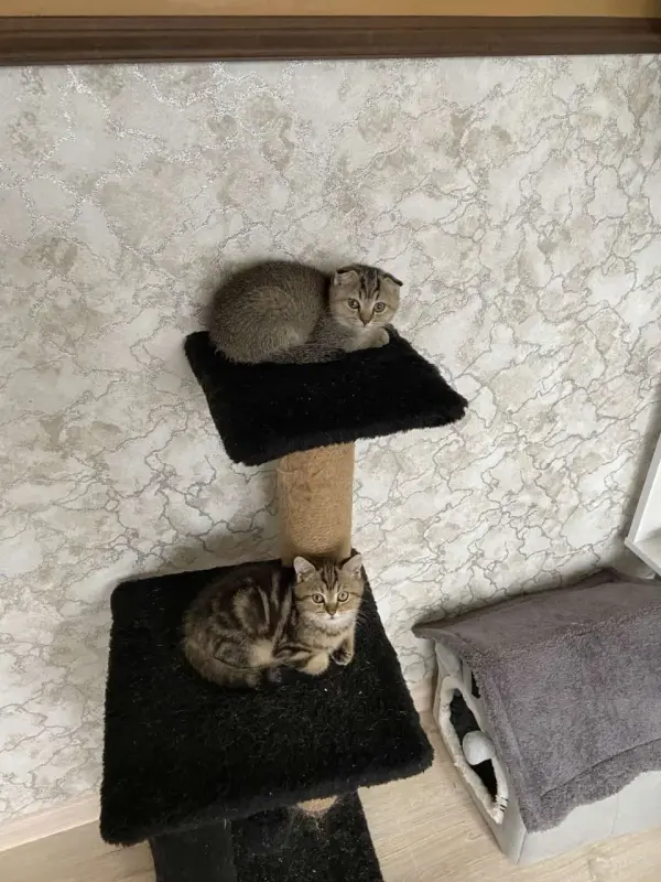 шотландский котик