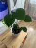 Цветок домашний Монстера