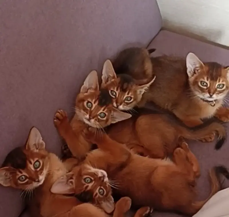 Абиссинские чистокровные котята