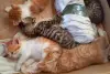 Срочно! Чудо-котята 1,5 месяца - в добрые руки.
