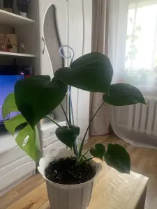 Цветок домашний Монстера