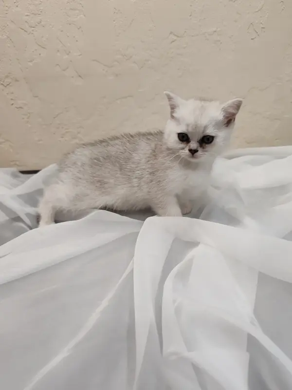 Шотландский котенок