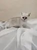 Шотландский котенок