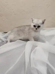Шотландский котенок