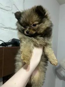 Щенки шпица