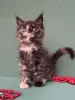 Мейн-Кун котята
