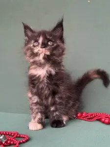 Мейн-Кун котята
