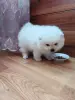 Мальчик померанского шпица