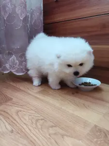 Мальчик померанского шпица