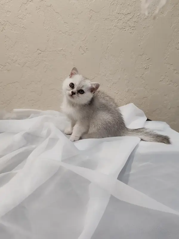 Шотландский котенок