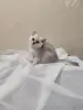 Шотландский котенок