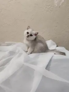 Шотландский котенок