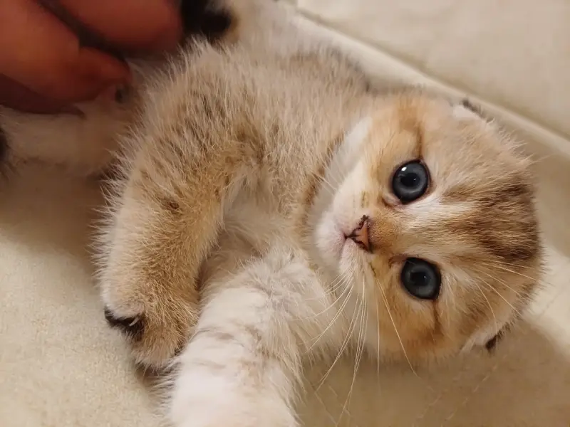 Котёнок золотая шиншилла.
