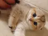 Котёнок золотая шиншилла.