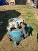 Двигатель к мотоблоку + документация