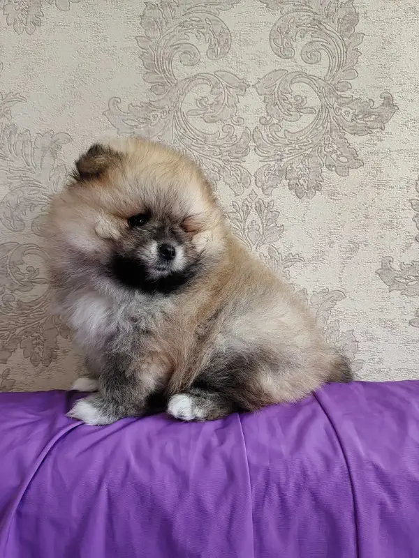 Девочка померанского шпица