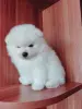 Белоснежный мальчик померанского шпица