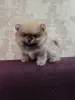 Щенки померанского шпица