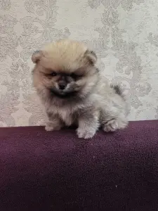Щенки померанского шпица