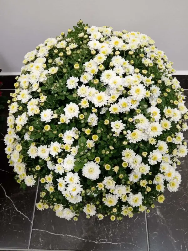 Хризантема мультифлора