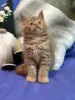 Мейн-Кун котята