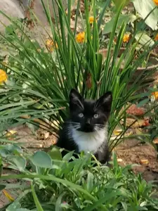 Кошечка 3 месяца