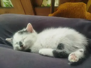 Котенок мальчик