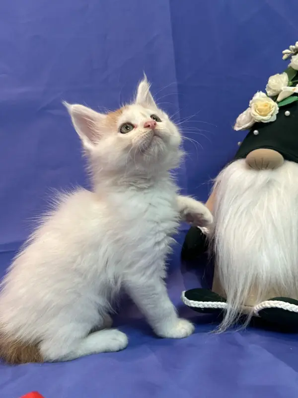 Мейн-Кун котята